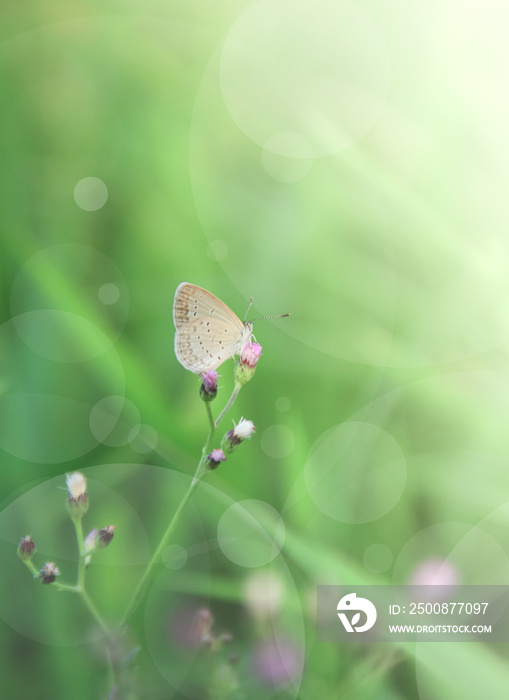 butterfly on flower