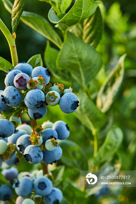 Blueberry bush on sunset, organic ripe with succulent berries, just ready to pick