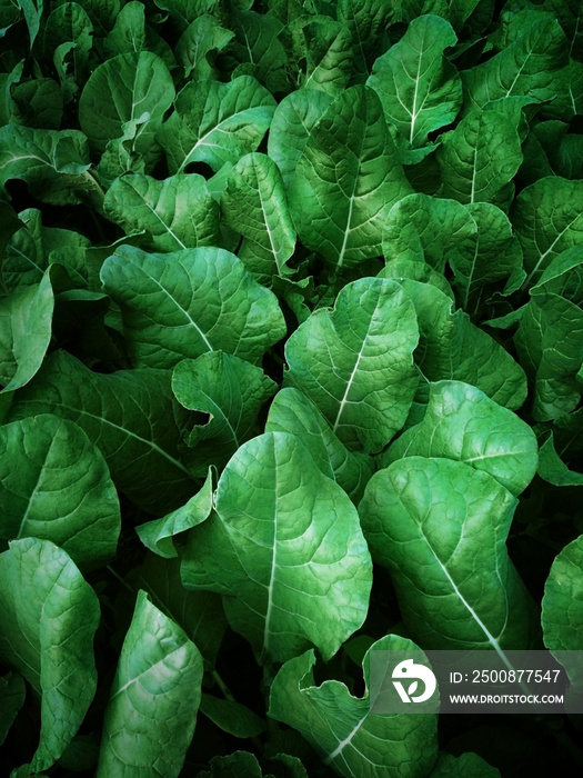 Big green vegetable leaves Chinese kale vegetable, Chinese BROCCOLI, Kai-La