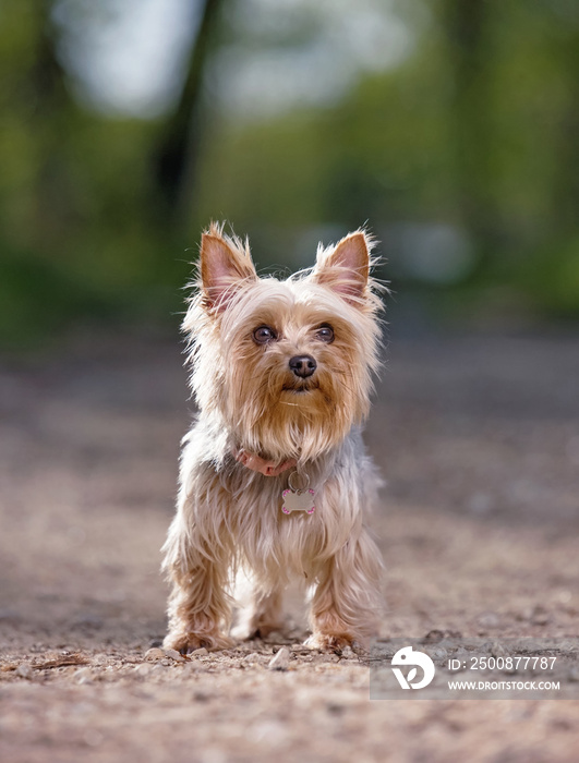 Cute yorkshire terrier sitting out in nature