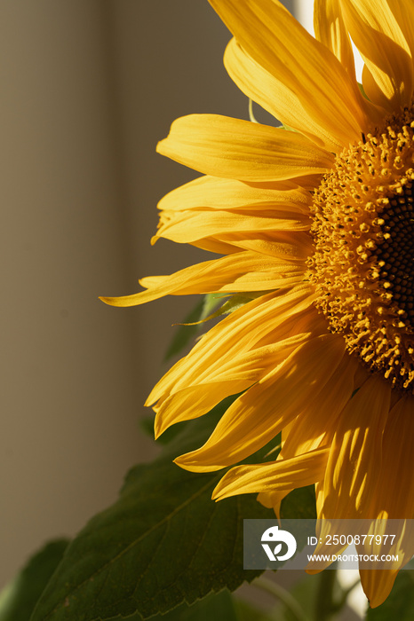 Sunflower in sunlight shadows against white wall. Aesthetic floral background. Flat lay, top view