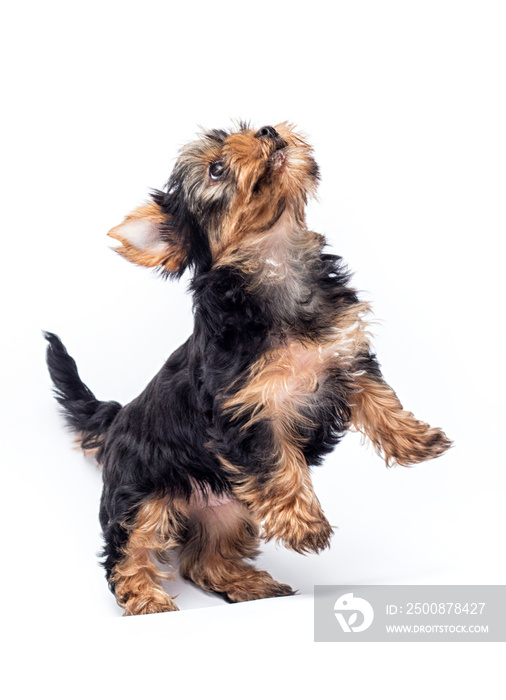jumping up puppy of yorkshire terrier on white background