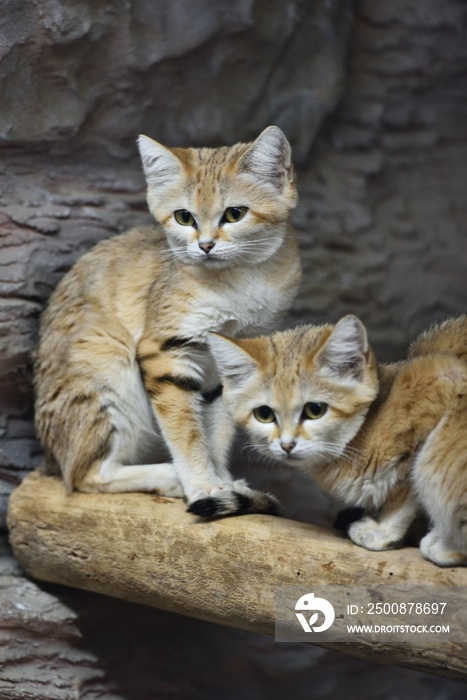 Sand cat in a zoo