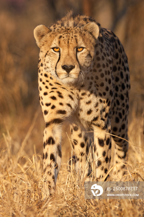 Male African Cheetah portrait South Africa