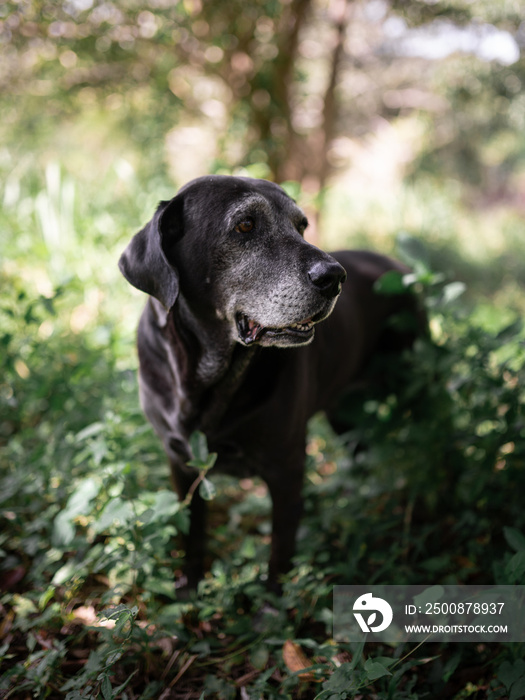 Beautiful old black dog posing in the nature