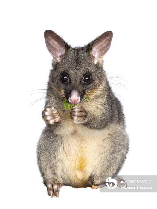 Brushtail Possum aka Trichosurus vulpecula, sitting facing front. Looking straight to the camera. Eating fresh green spinach from paws. Isolated cutout on a transparent background.d