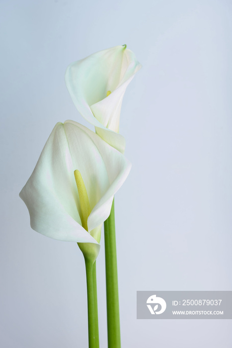 Beautiful flowers - calla on a gray background. Place for inscription. Postcard.