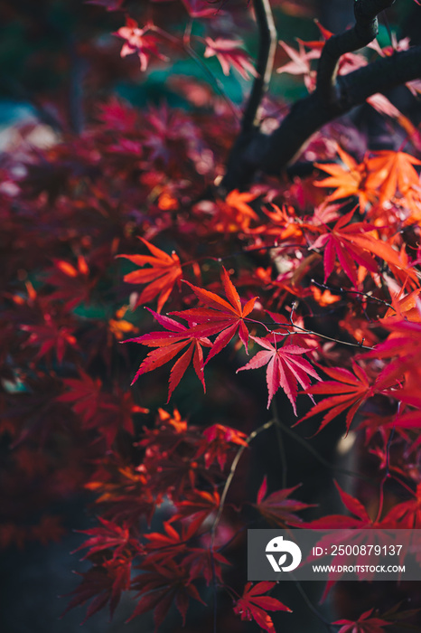 Red leaves of acer japonicum on emerald green background.