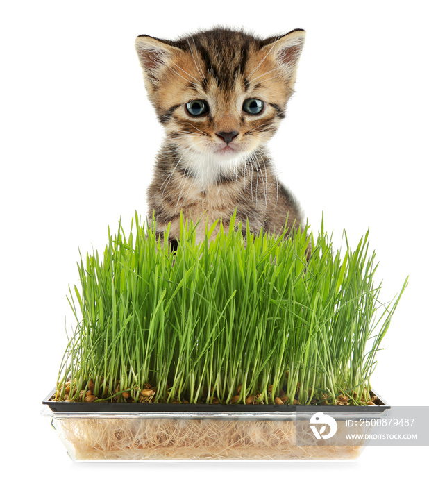 Cute little kitten on white background