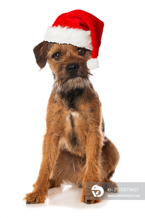 Border terrier dog with santa hat isolated on white background