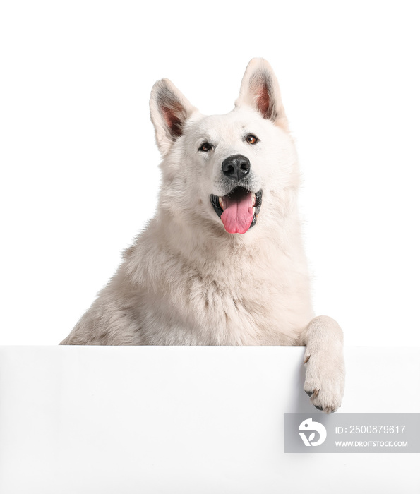 Cute funny dog with blank poster on white background