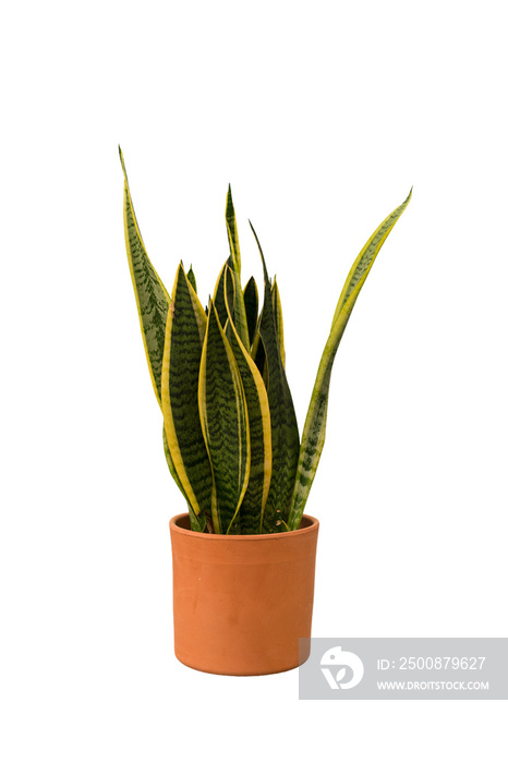 Cut out sansevieria plant in a pot, home decoration isolated