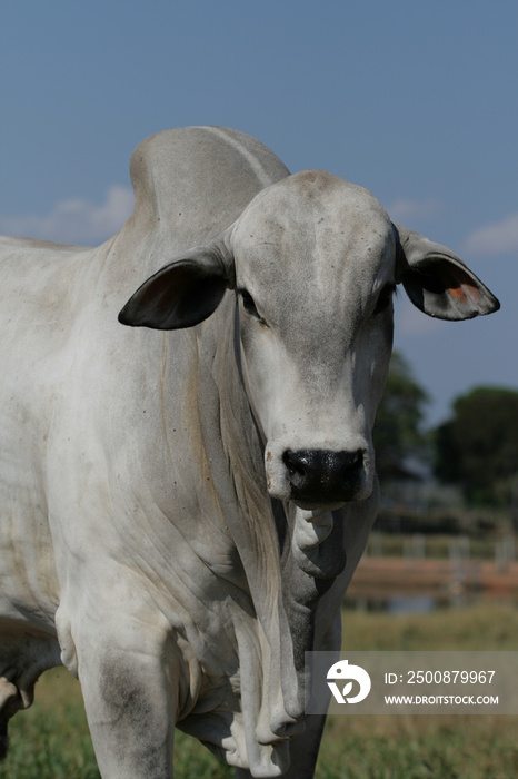 Pecuária, Bovinocultura, Nelore, Fazenda, Mato grosso, Cerrado, Brasil, corte, frigorífico