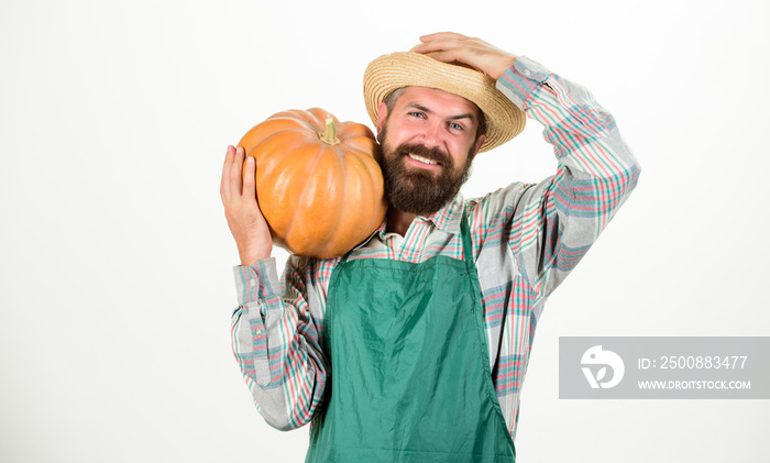 Farmer straw hat carry big pumpkin. Farming and agriculture. Agriculture seeds fertilizer and harvest. Man bearded rustic farmer wear apron presenting pumpkin white background. Agriculture concept