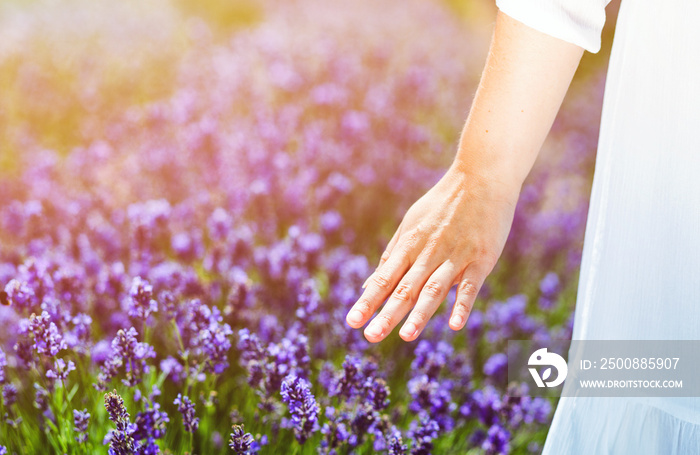 Woman hand touching lavender bushes at summer day