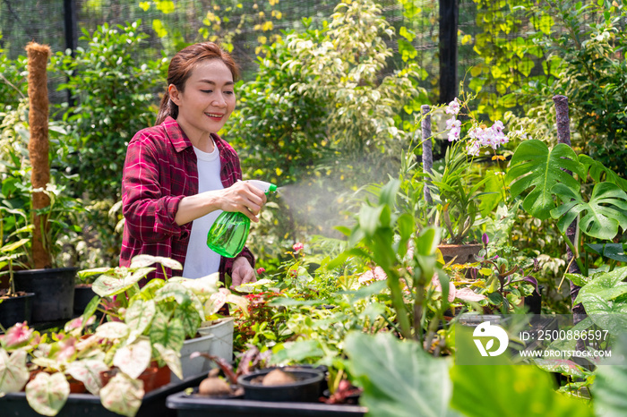 Asian woman gardener caring ornamental plants and flowers in greenhouse garden. Female plant shop owner working and spraying water plants in store. Small business entrepreneur and plant caring concept