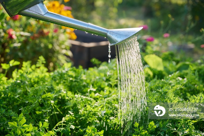 Woman watering a garden bed with watering can