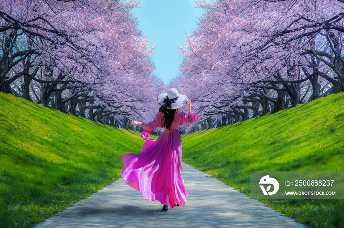 Asian women look at cherry blossoms in a park, a romantic walkway with cherry blossoms in Japan