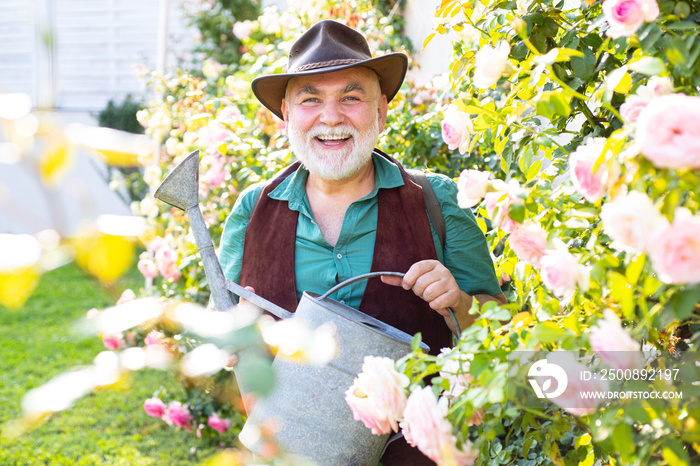 Old man with watering can on roses garden. Spring gardening routine hobby. Happy senior grandfather on backyard.