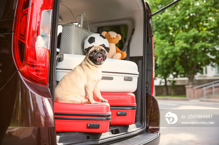 Car trunk with cute pug and luggage. Travel concept