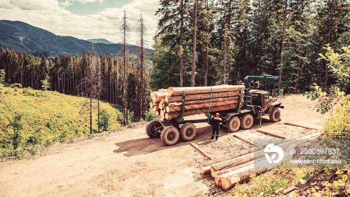 Felling of trees,cut trees , forest cutting area, forest protection concept. Lumberjack with modern harvester working in a forest. Forest industry. Wheel-mounted loader, timber grab