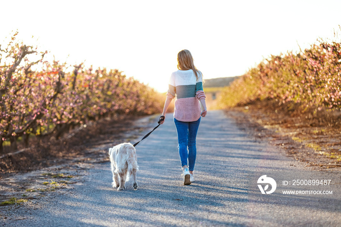 Back view of attractive young woman walking with her lovely golden retriever dog in a cherry field in springtime.