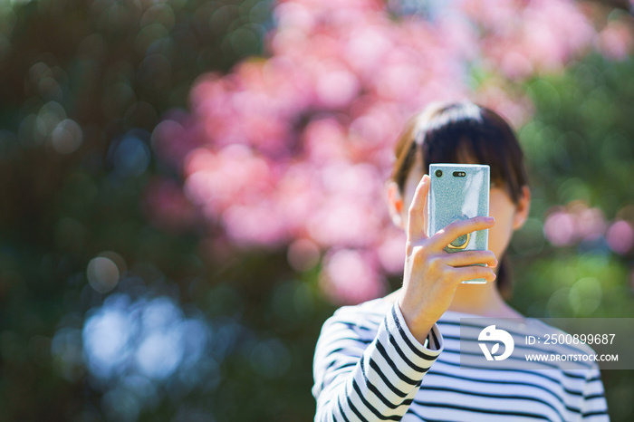 桜をスマホで撮影する　【春　イメージ】