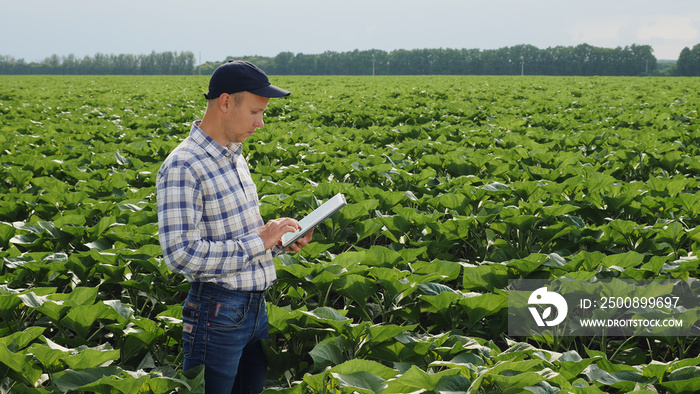 Farmer uses a digital tablet in the field of ripening green sunflowers