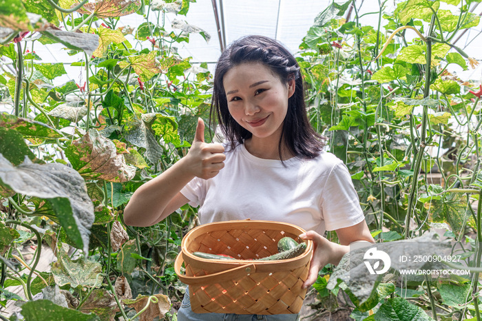 快乐的年轻女人在蔬菜大棚采摘西红柿