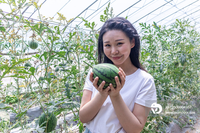 快乐的年轻女人在种植大棚采摘西瓜