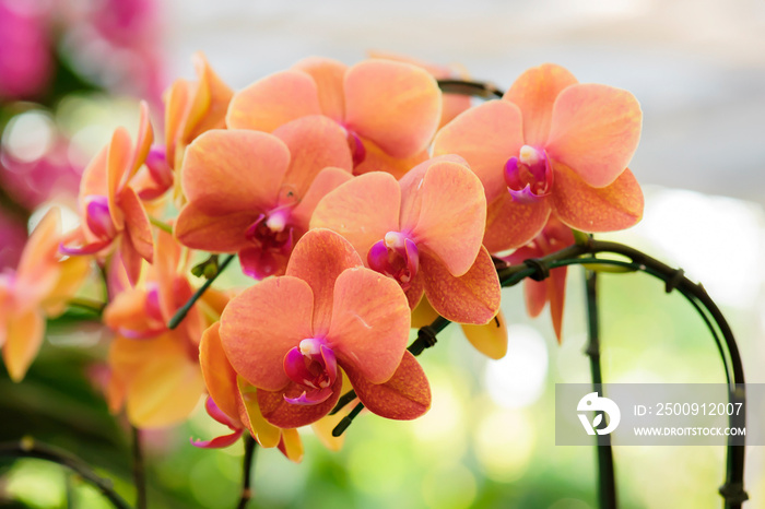 Beautiful orange orchids bloom in the summer