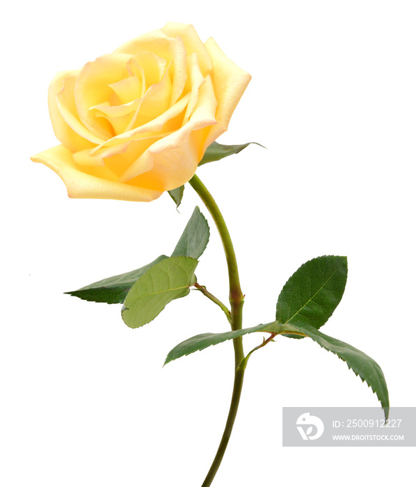 Single beautiful yellow rose isolated on white background