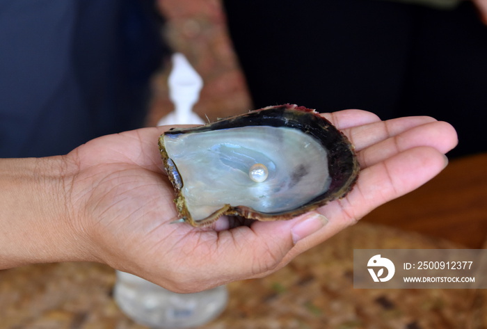 Suwaidi Pearls, Arabian pearl Farm, Al Rams area in Ras Al Khaimah