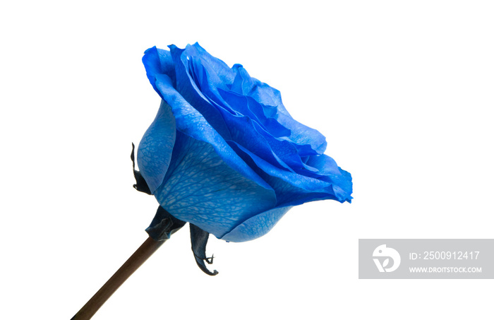 blue rose isolated