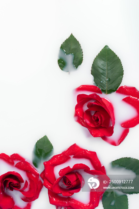 Top view of red roses and green leaves in milky water