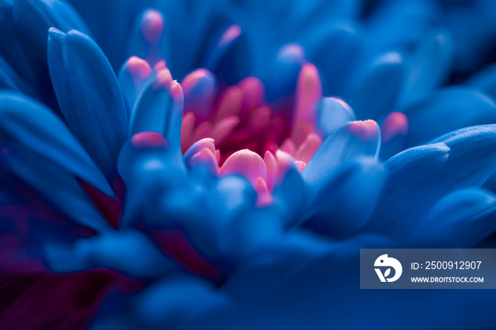 Blooming chrysanthemum or daisy flower, close-up floral petals as botanical background