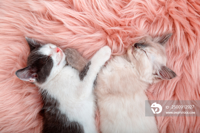Cute couple little happy kittens in love sleep together on pink fluffy plaid. Two cats pets animal c
