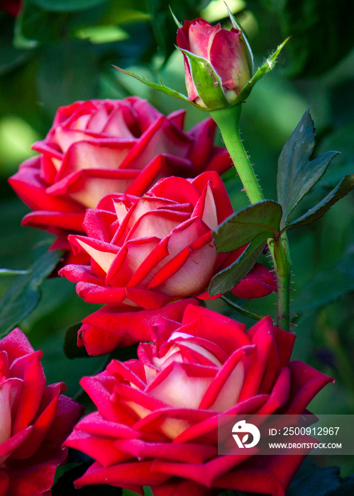 Fresh garden of pink roses. Natural bouquet closeup, background of red roses.