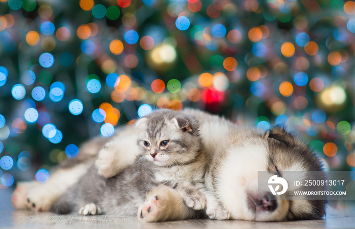 Kitten and puppy on a background of the Christmas tree