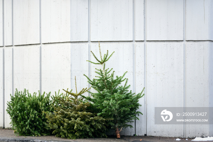 In winter, after Christmas, there are three used and old Christmas trees on the street, leaning agai