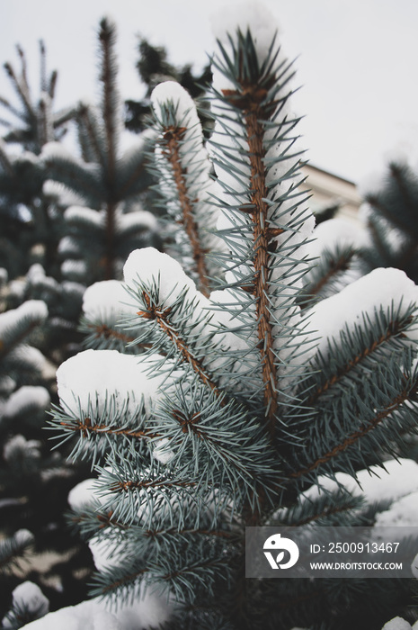 pine tree under snow