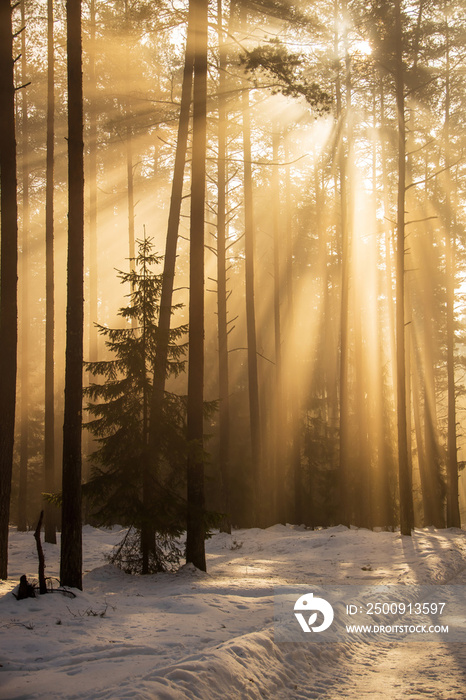 Misty morning in a sunny winter forest