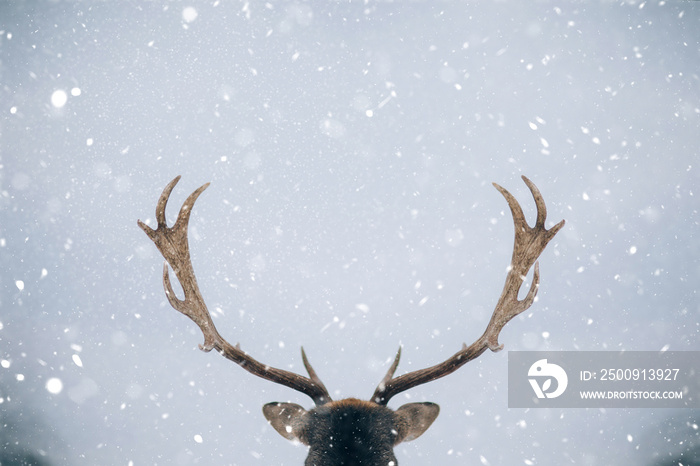 Beautiful white-tailed deer in winter. Christmas concept.