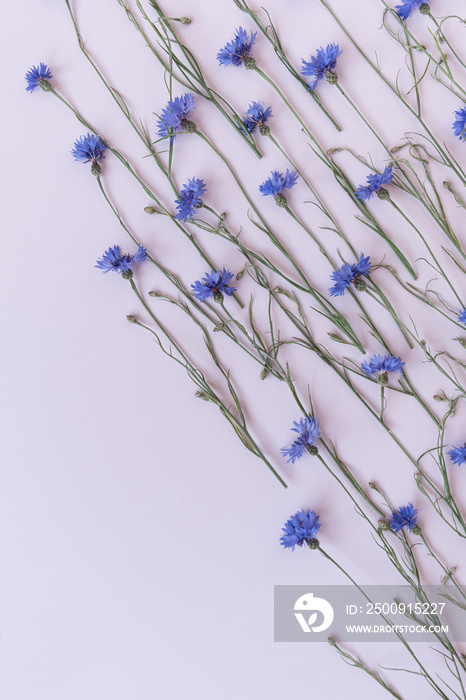 Blue cornflowers on white background. Minimalist flat lay, top view flowers composition