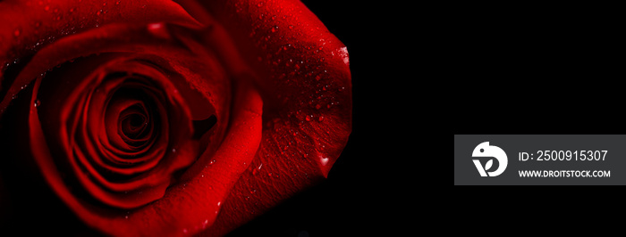 Beautiful fresh rose of red color on a black background. Place for text. Photo for a greeting card