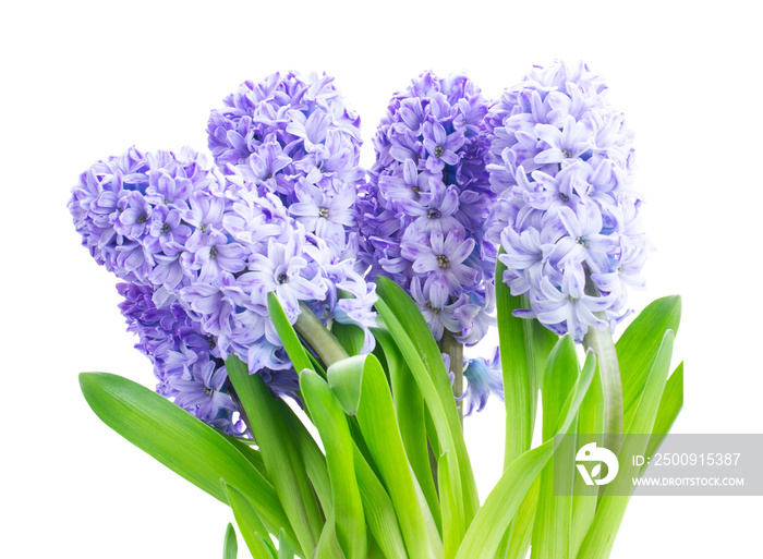 Hyacinth fresh flowers