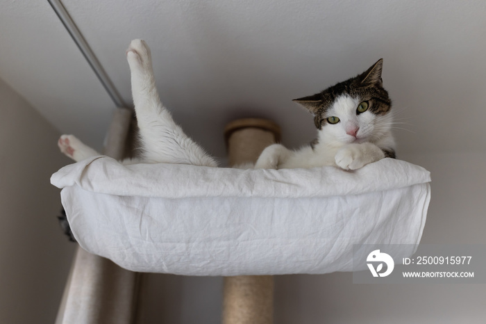 Cute fat domestic cat laying happy and relaxed in hammock bed on big sisal scratching post high up u