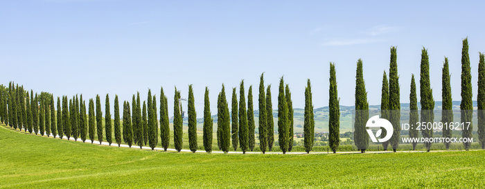 row of cypress trees in Tuscany in Italy