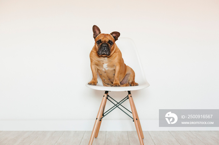 cute brown french bulldog sitting on a chair at home and looking at the camera. Funny and playful ex