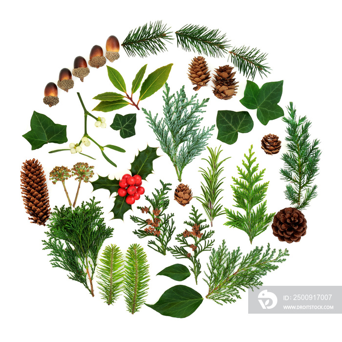 Winter and Christmas flora forming an abstract circular design on white background. Flat lay.